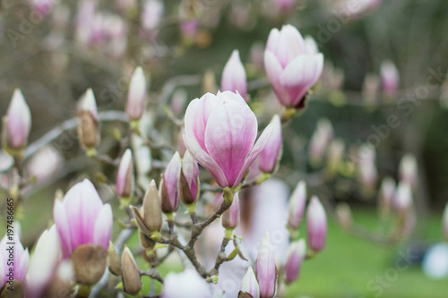 Blooming Magnolia Bud