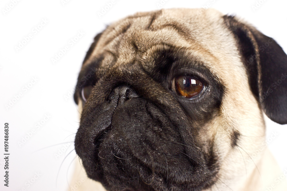 Obraz premium The pug dog sits and looks directly into the camera. Sad big eyes.