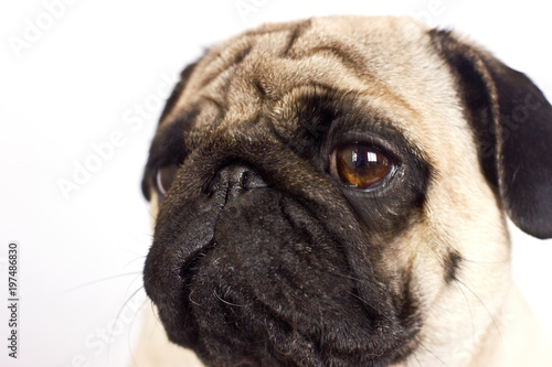 The pug dog sits and looks directly into the camera. Sad big eyes. © Anna