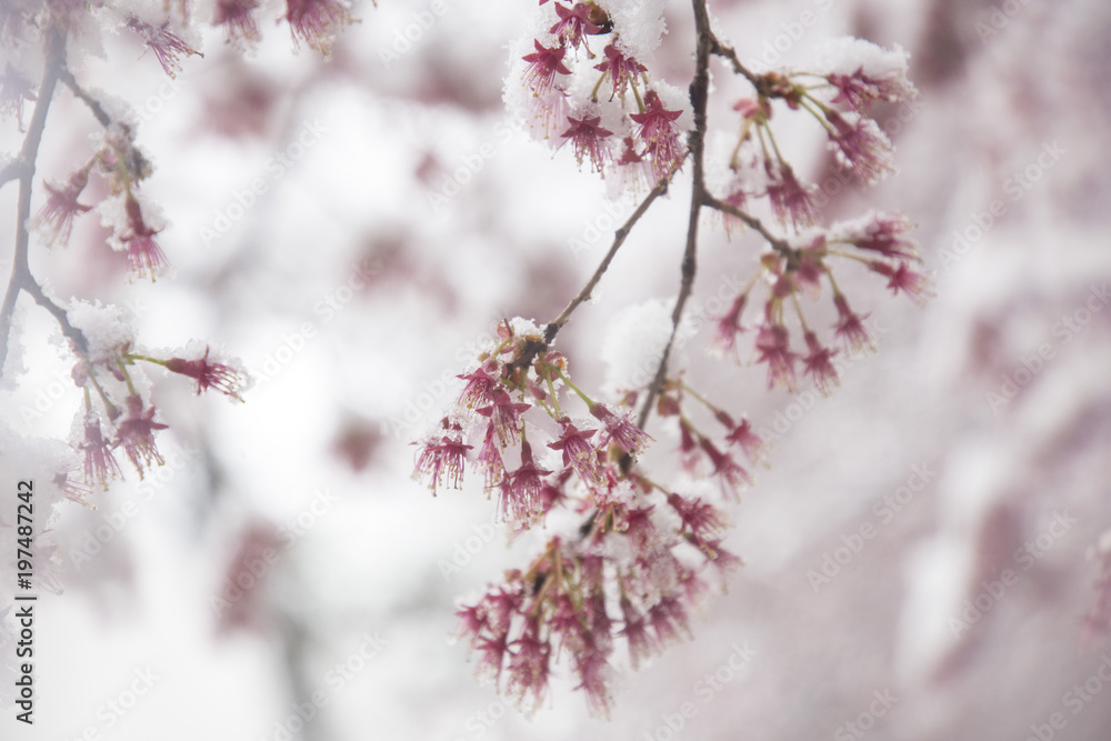 Fresh snow covers cherry blossoms in Washington DC Fresh snow covers cherry blossoms in Washington DC