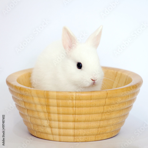 easter bunny rabbit portrait sitting in the wooden basket on white background