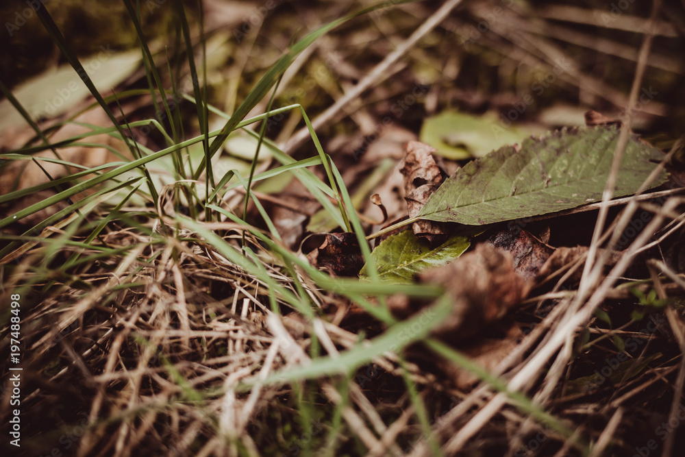 Fallen autumn leaves and grass on the ground Fallen autumn leaves and grass on the ground