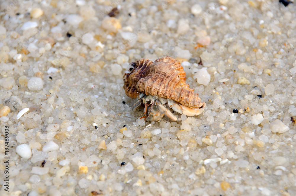 Colorful wild crab with shell (Paguroidea on the beach) Colorful wild crab with shell (Paguroidea on the beach)