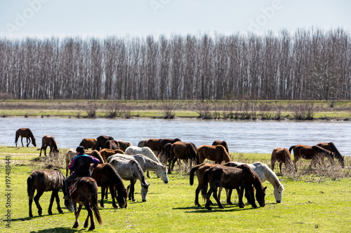 horses grazing next to the river Strymon in Northern Greece.