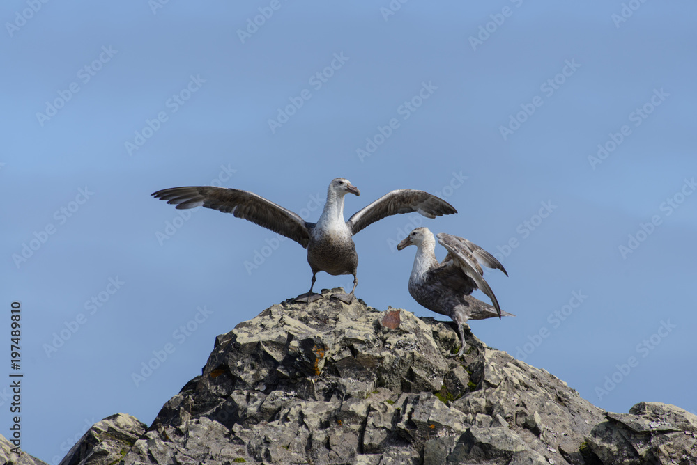 Giant petrels on rock