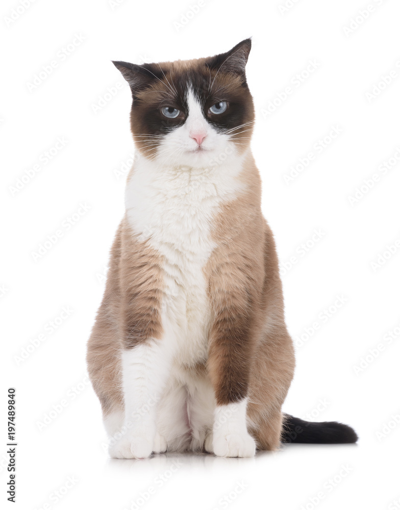 Snowshoe cat with cranky unapproving face looking to the camera isolated on white background