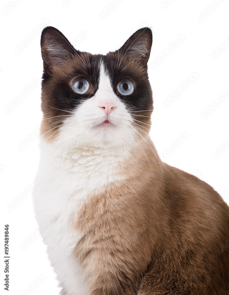 Snowshoe cat portrait isolated on white