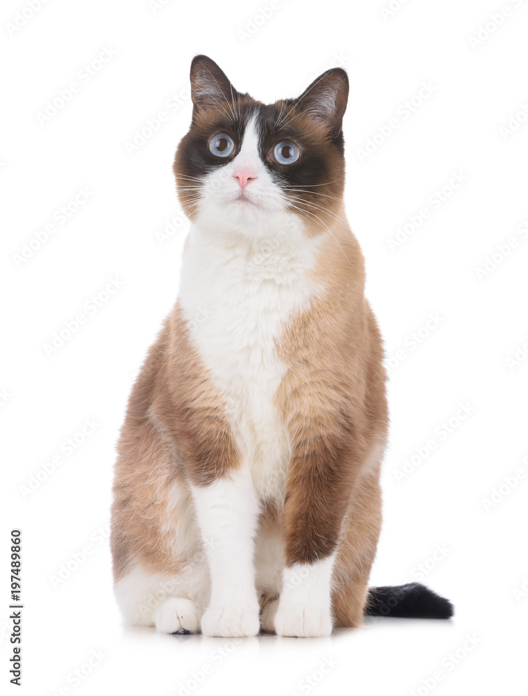 Adult snowshoe thai cat sitting on white background and looking to the camera isolated