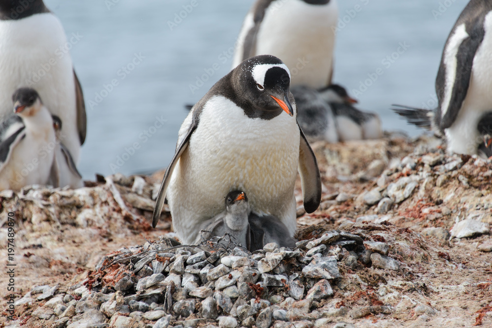 Naklejka premium Gentoo penguin with chicks in nest