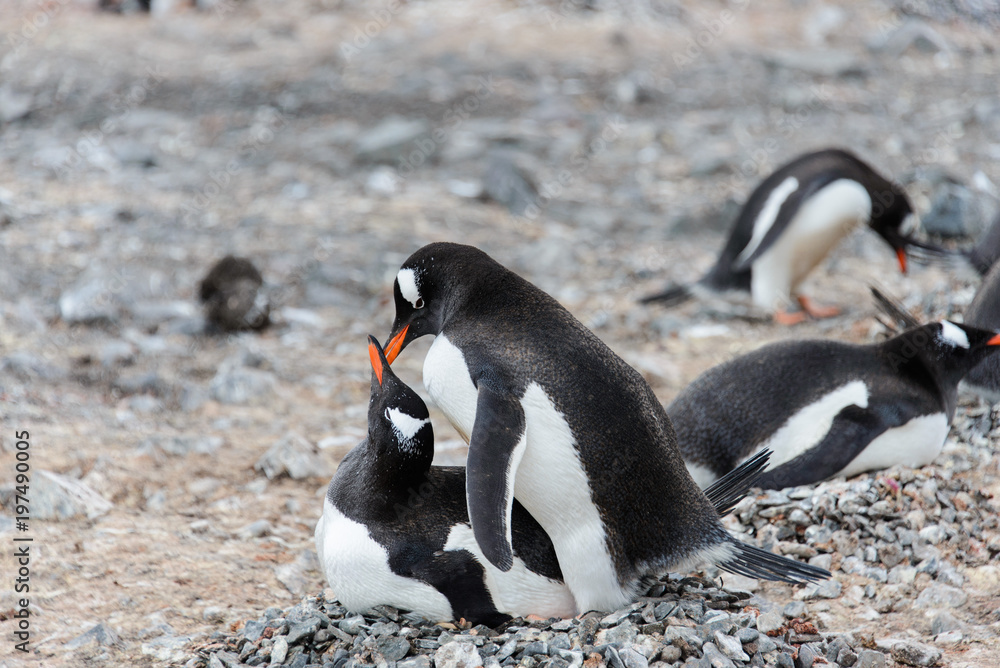 Fototapeta premium Two gentoo penguins have sex