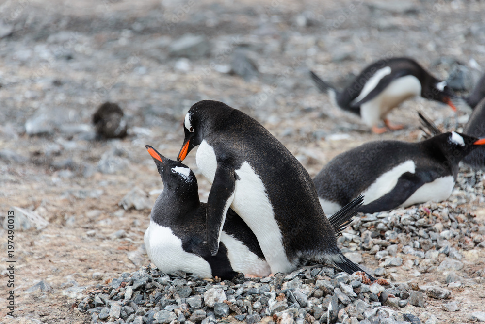 Naklejka premium Two gentoo penguins have sex
