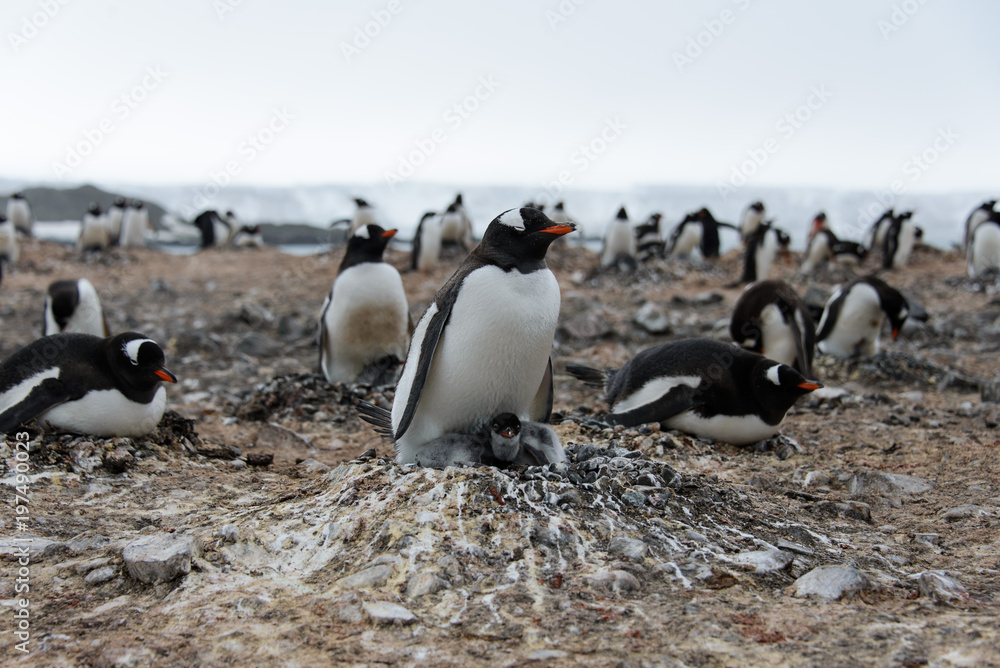 Naklejka premium Gentoo penguin with chicks in nest