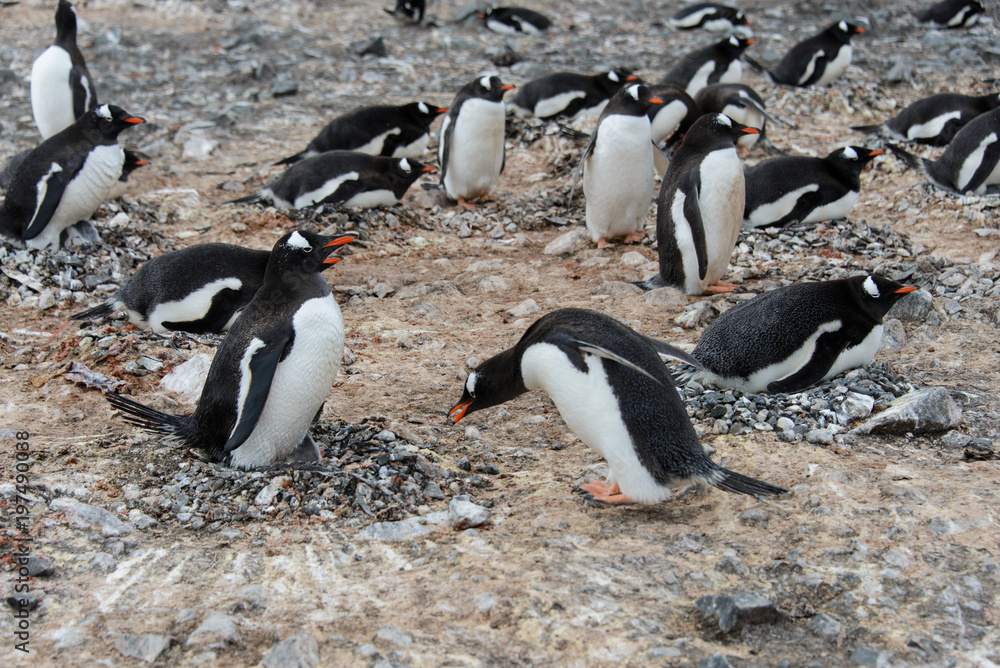 Fototapeta premium Gentoo penguin put stone in nest