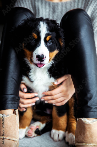 little puppy of bernese mountain dog on hands of fashionable girl with a nice manicure. animals  fashion