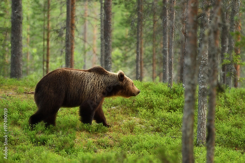 Brown bear in forest landscape