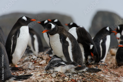 Gentoo penguins with chicks in nest