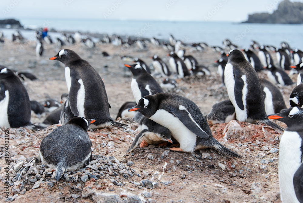Naklejka premium Gentoo penguin in nest aggressive open beak