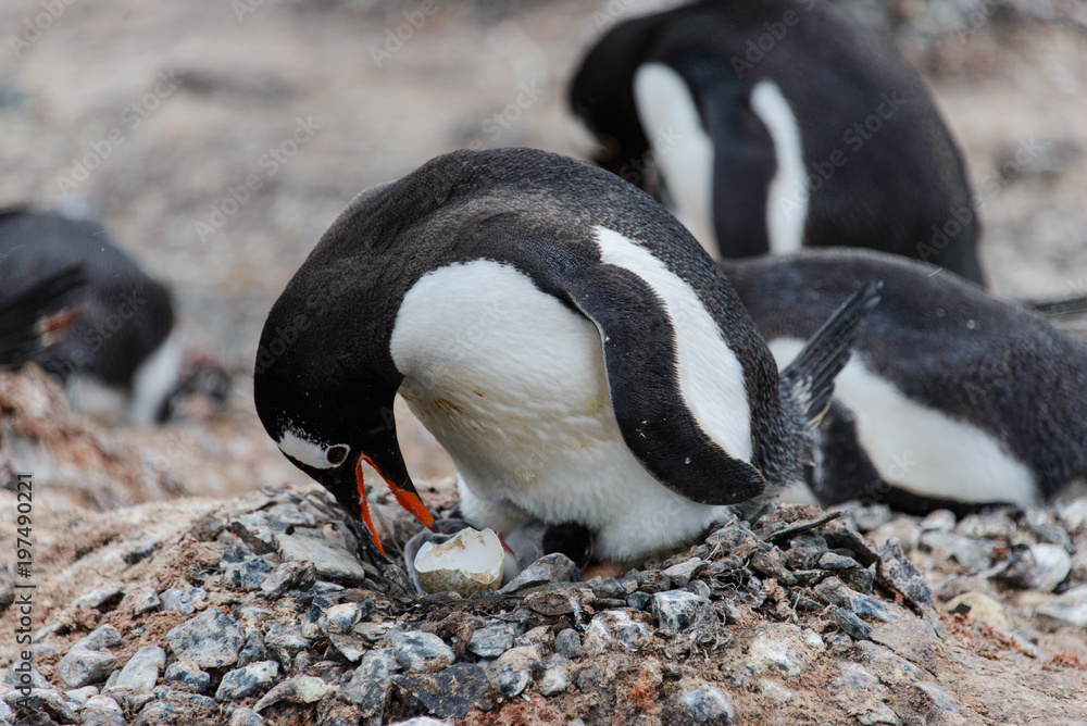 Naklejka premium Gentoo penguin with newborn chick in nest