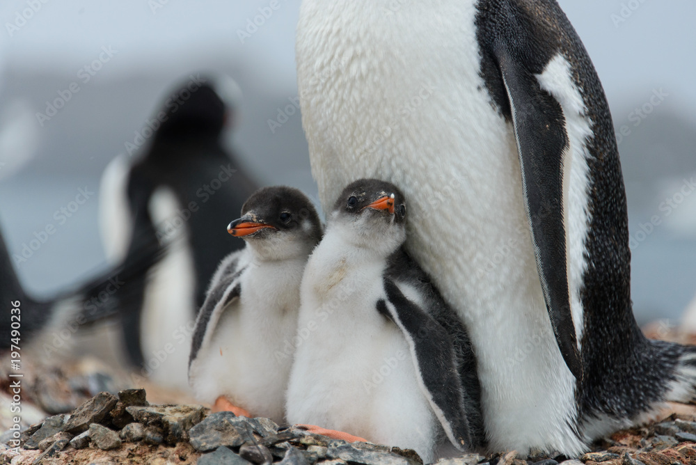 Obraz premium Two gentoo penguin's chicks in nest