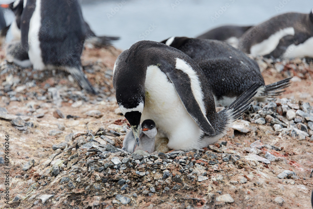 Fototapeta premium Gentoo penguin with chicks in nest