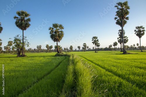 Sugar palm tree and rice field in Phetchaburi, Thailand