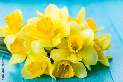 Fototapeta Naklejka Na Ścianę i Meble -  narcissus on a blue background