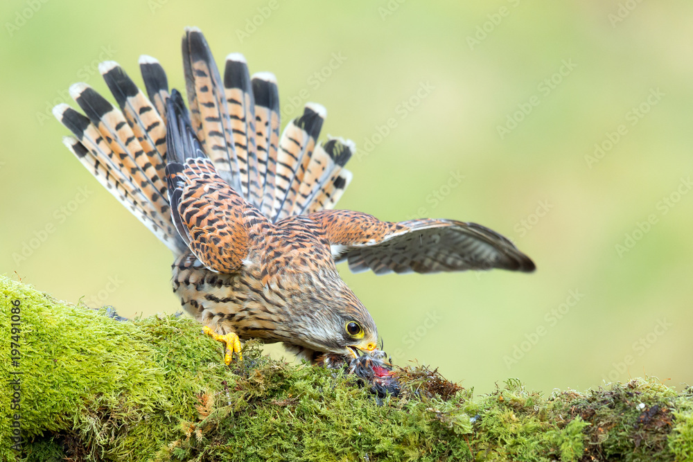 Fototapeta premium Kestrel feeding on prey