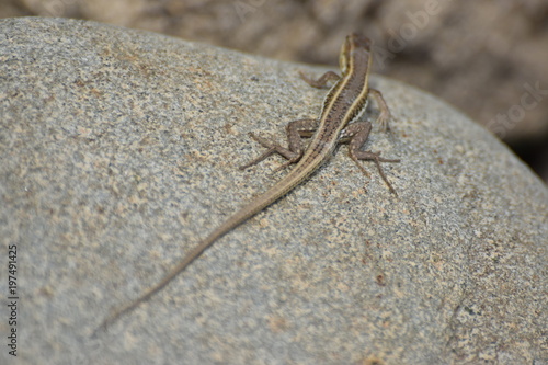 wild lizard North Cyprus