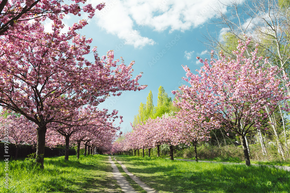 japanese cherry blossoms in full bloom japanese cherry blossoms in full bloom
