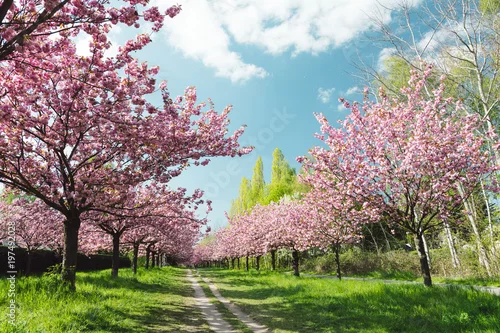 Obraz japońskie kwiaty wiśni w pełnym rozkwicie