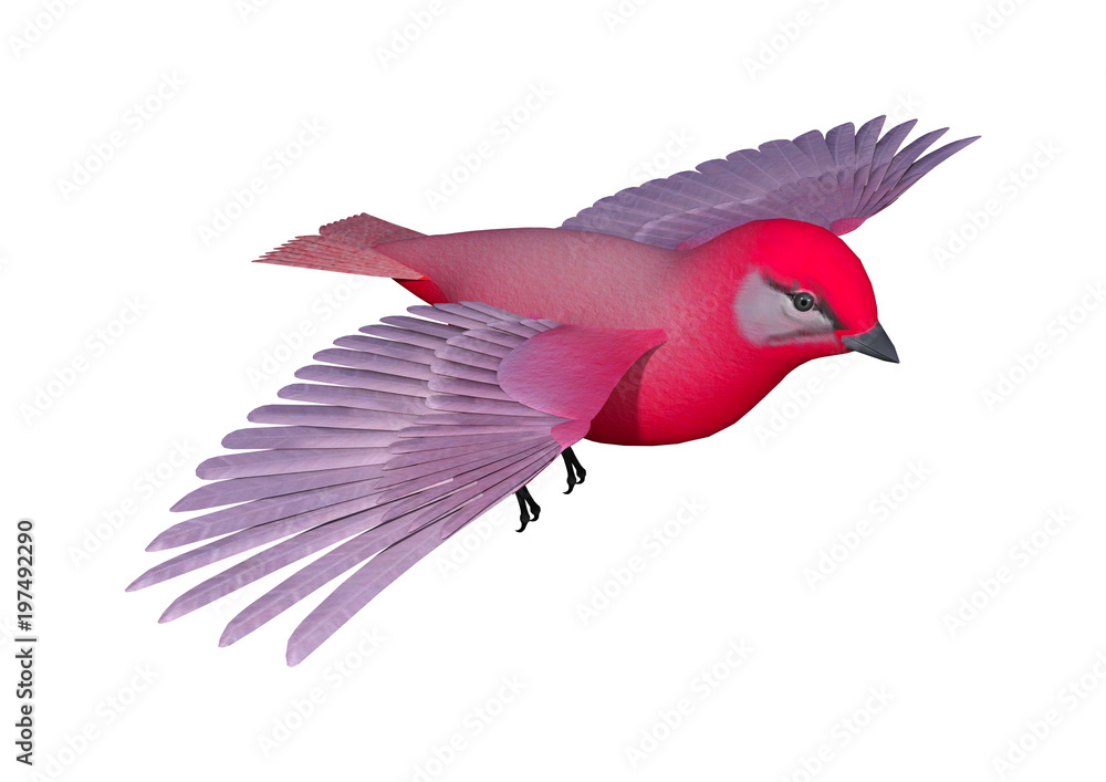 3D Rendering Songbird Tanager on White