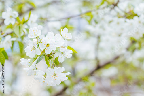 white cherry flowers among green foliage © Valentina