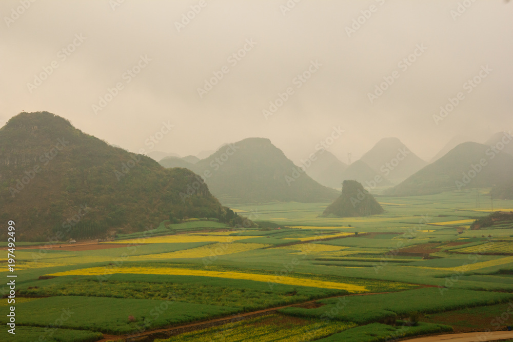 Fog over rapeseed fields in China, Yunnan