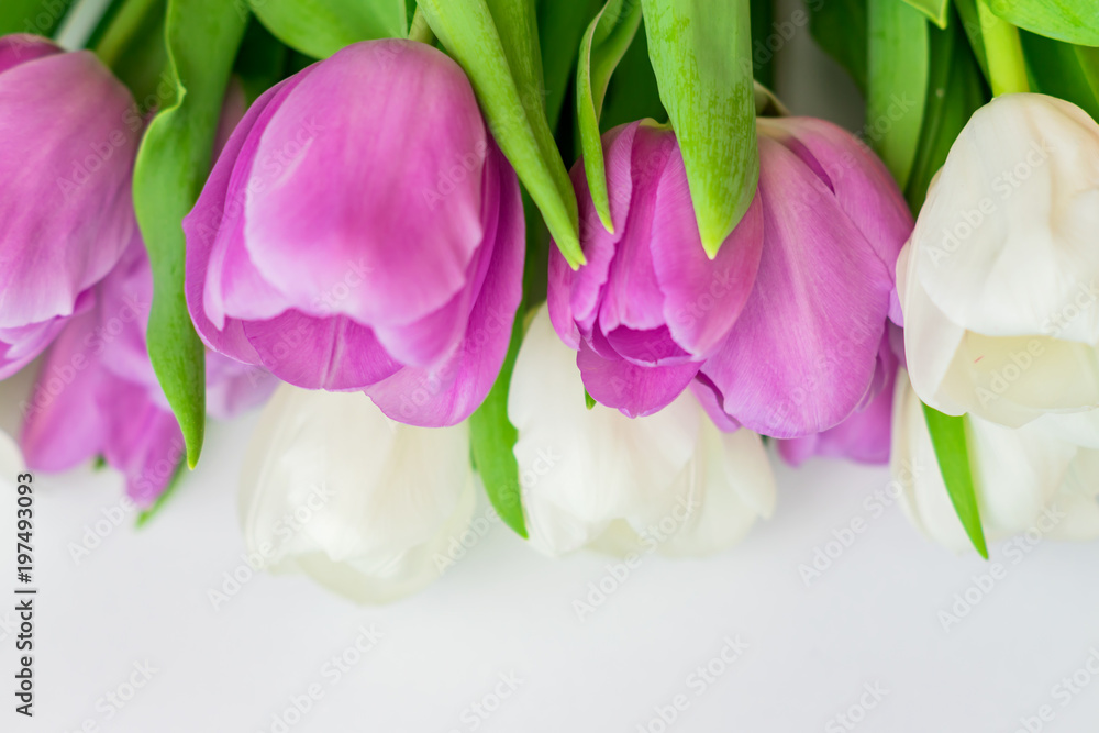purple and white tulips on white backgrouns with copy space purple and white tulips on white backgrouns with copy space