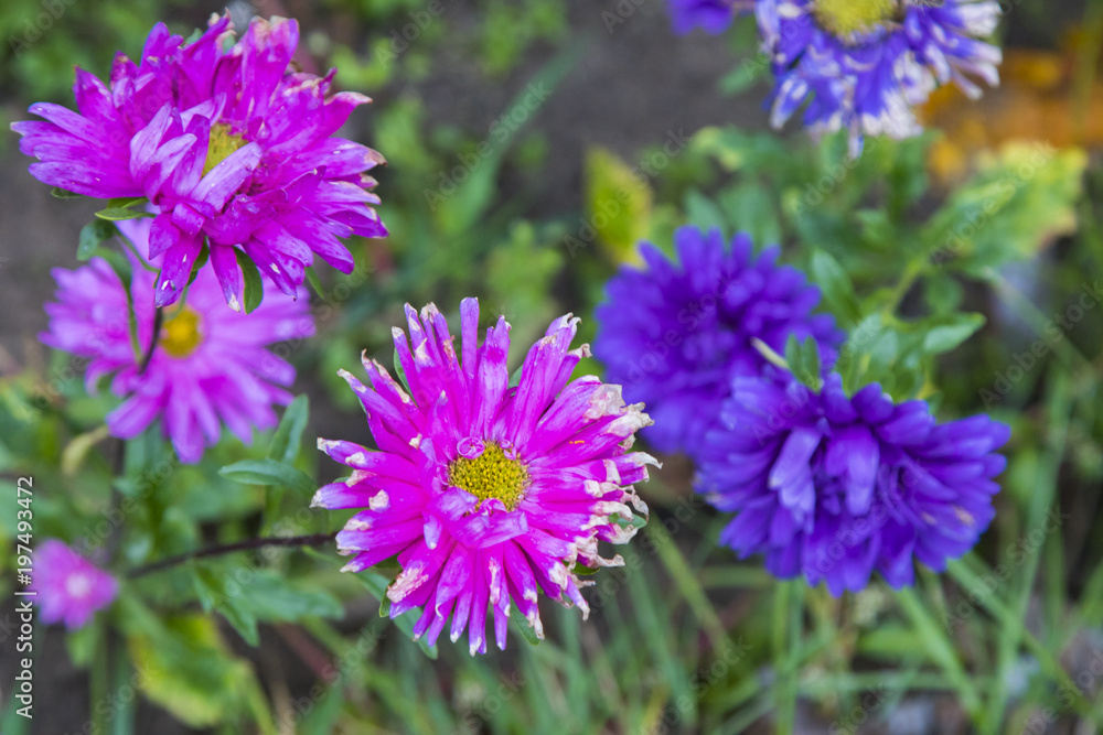 Obraz premium Blossoming summer flowers, nature background