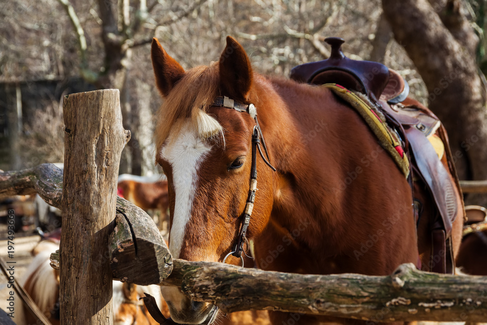 horses standing along a fence. horses standing along a fence.