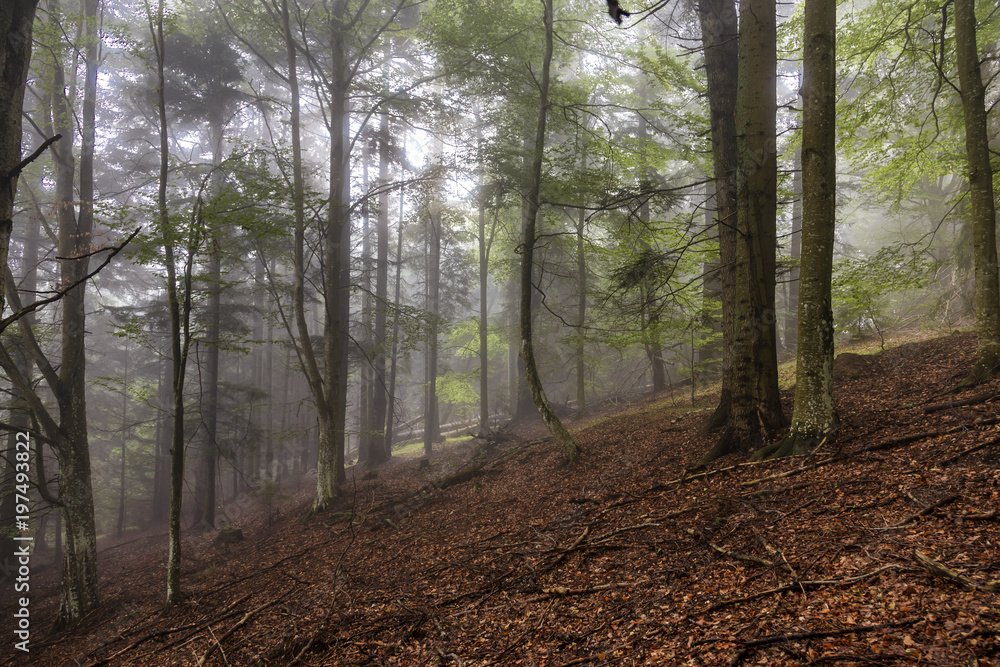 Forest of Beech Trees in Fog and Rain
