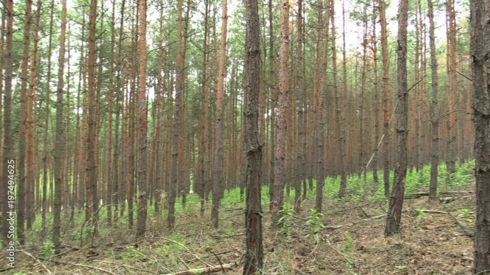 Forest monoculture of pine Pinus sylvestris forest bark in the national nature reserve Vate pisky, expansive and partially invasive species, creates dominant society, extrudes other species of plants Forest monoculture of pine Pinus sylvestris forest bark in the national nature reserve Vate pisky, expansive and partially invasive species, creates dominant society, extrudes other species of plants