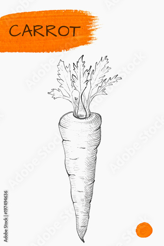 Hand drawn carrot isolated on white