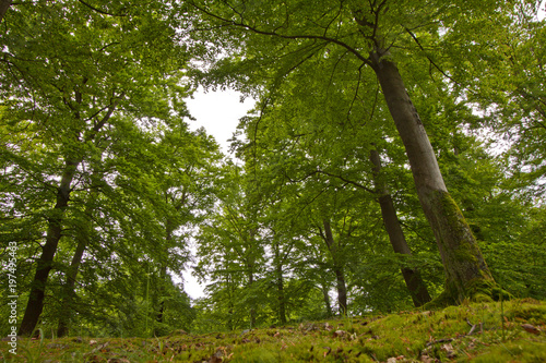 Photos Green nature trees in the forrest moss dosh in the foreground spring - german wo
