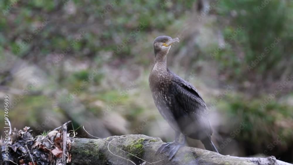 cormorant, phalacrocorax, standing perched on a rock on river lossie near a waterfall in elgin moray scotland. cormorant, phalacrocorax, standing perched on a rock on river lossie near a waterfall in elgin moray scotland.