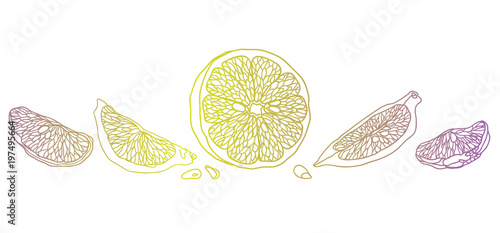 Lemon line illustration made in vintage pet style. There are fruits, wedges and  halves of lemons with seeds.