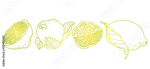 Lemon line illustration made in vintage pet style. There are fruits, wedges and  halves of lemons with seeds.