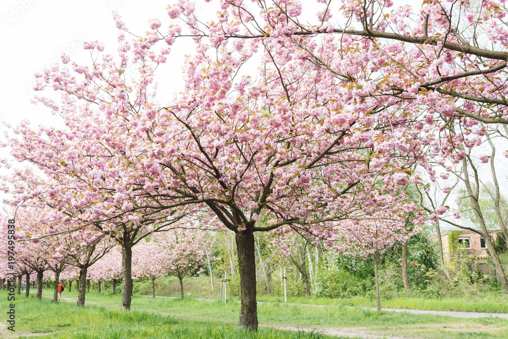 japanese cherry blossoms in full bloom