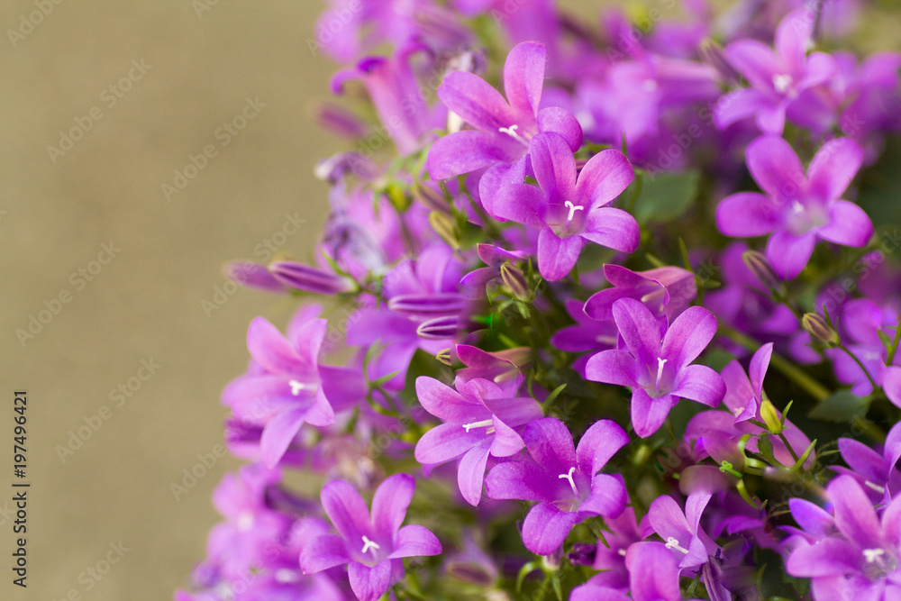 Obraz premium campanula medium in bloom in vibrant color in springtime