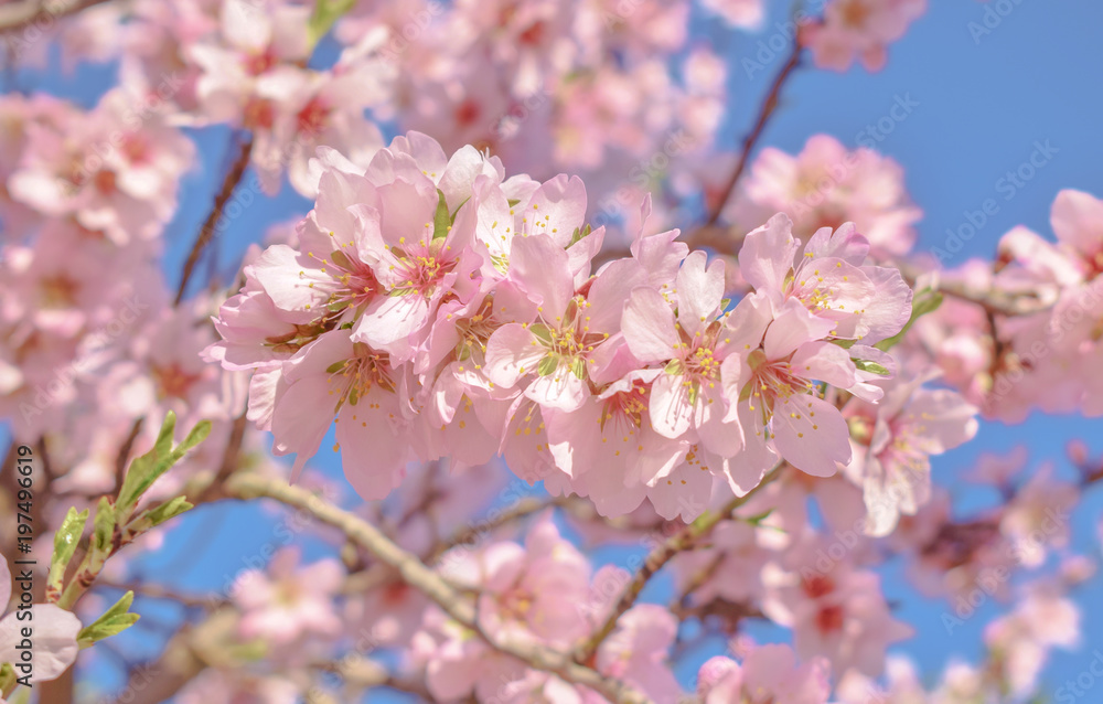 Beautiful almond blossom branch with blue sky,welcome spring Beautiful almond blossom branch with blue sky,welcome spring