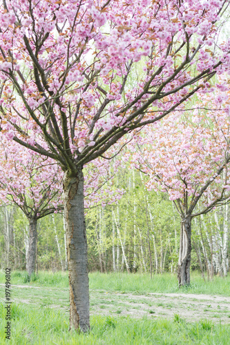 japanese cherry blossoms in full bloom