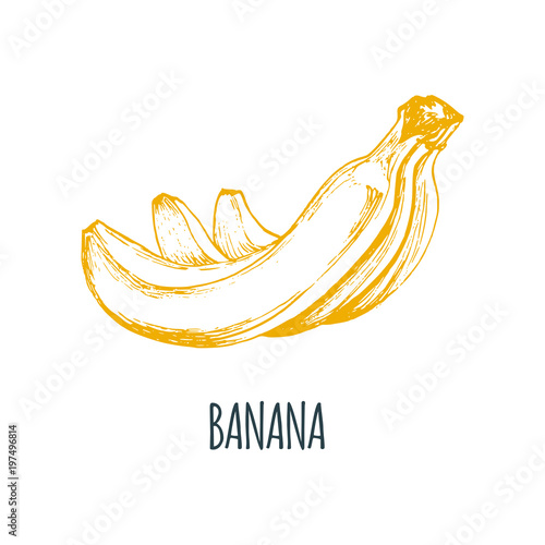 Hand drawn banana on white background. Vector illustration of fruit. Vegetarian food sketch.Farm market product.