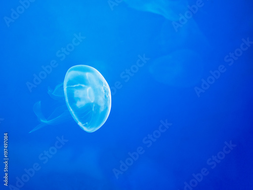 Moon Jellyfish Swim Underwater, with a Soft Bioluminescence