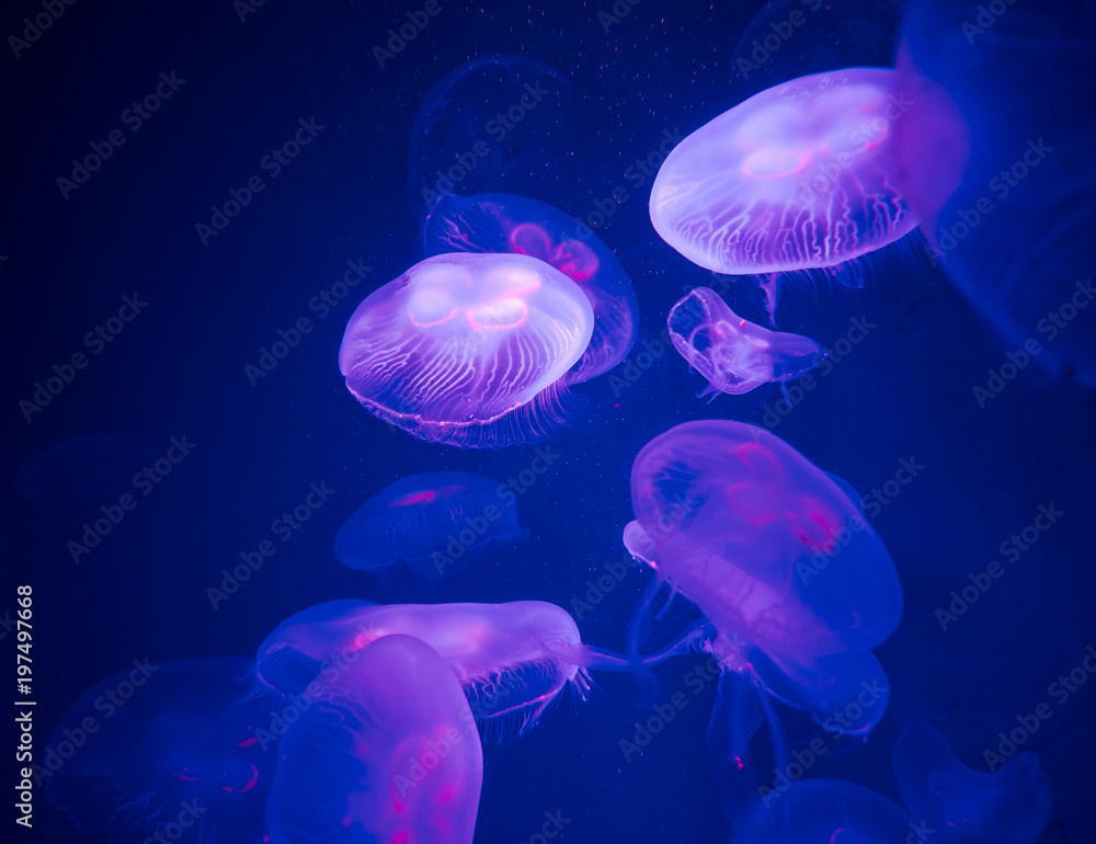 Fototapeta premium Grupa meduz księżycowych pływa pod wodą z miękką bioluminescencją